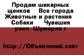 Продам шикарных щенков  - Все города Животные и растения » Собаки   . Чувашия респ.,Шумерля г.